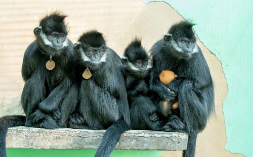 Shanghai Zoo [Xingka Talk | Private Small-Group Tour | 2-Hour In-Depth Guided Tour | Admission Included]