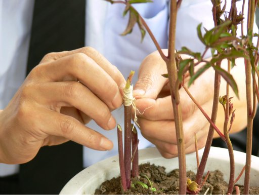 Fahua Peony Grafting Technique (Municipal Level)